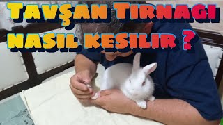 Tavşan Tırnak bakımı nasıl yapılır ?