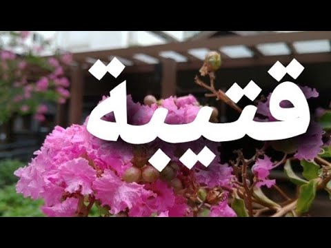 أغنية أسم قتيبة قتيبة