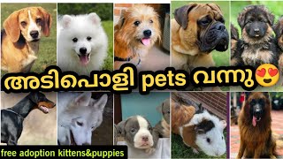 അടിപൊളി PETS എത്തി   | pets sale in Kerala | free adoption puppies and kittens  | PETS POINT