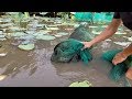 Rắn Hổ Mang Khổng Lồ Dính Bẫy Cá l Khu Này Dính Đúng 1 Cặp l Cobra In The Fish Trap