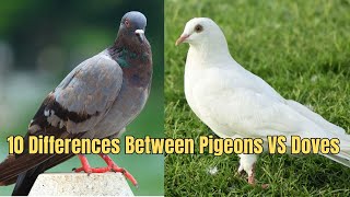 10 Differences Between Pigeons VS Doves