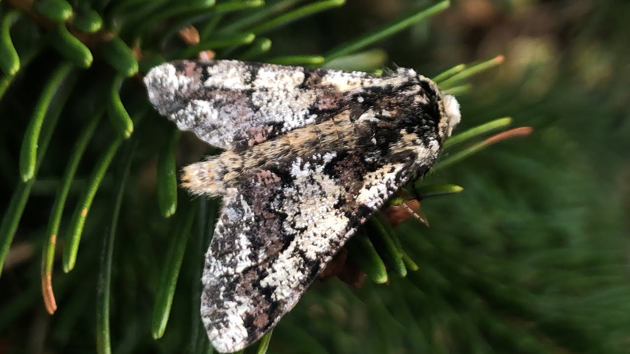 Moth trap February 24th 2026