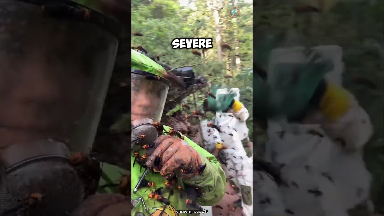 Facing Murder Hornets Clearing A Giant Hornet Nest Shorts