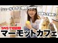 【衝撃】日本初マーモットカフェ!動きがクセ強すぎて笑いが止まりませんでしたwww
