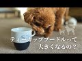 ティーカッププードルって小さいままなの？大きく育つの？【凸凹トイプードル】