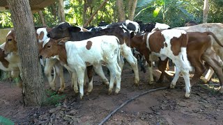 Liberando as Vacas e os Bezerros pro Pasto Após a Ordenha Manual no Curral.