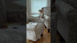  Find Mia And Get My Toy Back Mission Accomplished  dog puppy hideandseak