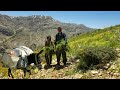 Documentary of nomadic life | Grass harvesting and hard life in the wild nature of Zagros
