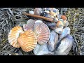 Coastal Foraging - Scallops, Cockles, Clams and Mussels Beach Cook Up | The Fish Locker