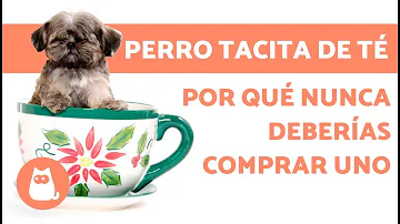 ¿Qué es una taza para cachorros?