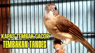 Download Lagu KAPAS TEMBAK GACOR BREN MEWAH!!BUAT PANCINGAN EMOSI-COCOK UNTUK MATERI MP3 Download Lagu KAPAS TEMBAK GACOR BREN MEWAH!!BUAT PANCINGAN EMOSI-COCOK UNTUK MATERI MP3