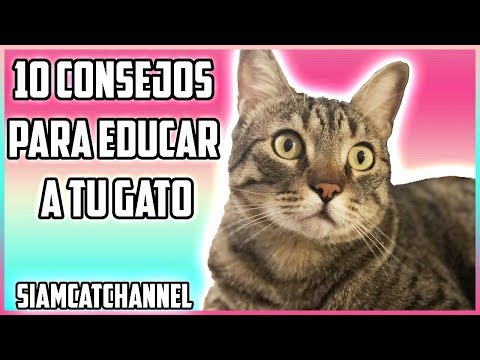 Video: Cómo Inculcar Buenos Modales A Tu Gatito