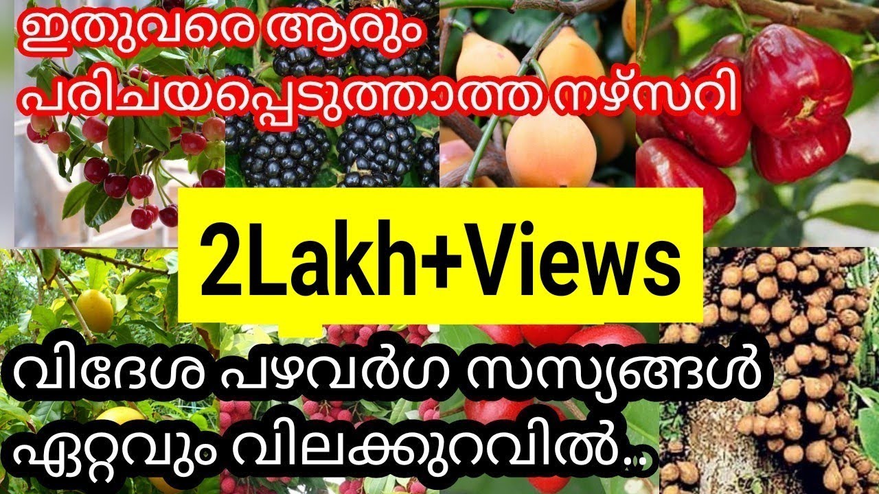 ഹോൾസെയിൽ വിലയിൽ ഫലവൃക്ഷങ്ങൾ ലഭിക്കുന്നു ||Murali Nursery.Thalikode, Pattikad ||Variety Fruit plants