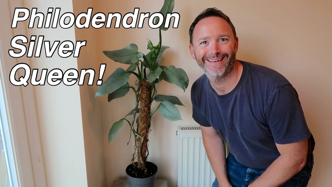 philodendron hamburg Philodendron sp. 'Birkin' & 'White Measure main image 0