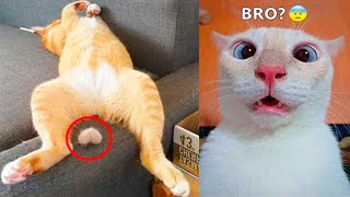 НЕПРИЛИЧНО СМЕШНЫЕ КОТЫ ПРИКОЛЫ С ЖИВОТНЫМИ 2021 | СМЕШНЫЕ КОШКИ и СОБАКИ
