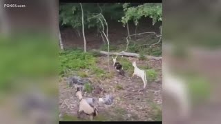 Connecticut goats escape from farm, settle near Interstate 95 and gain online fanbase