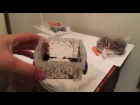 How to breed garden snails (Round Snails)