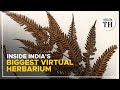 Inside India's biggest virtual herbarium | The Hindu