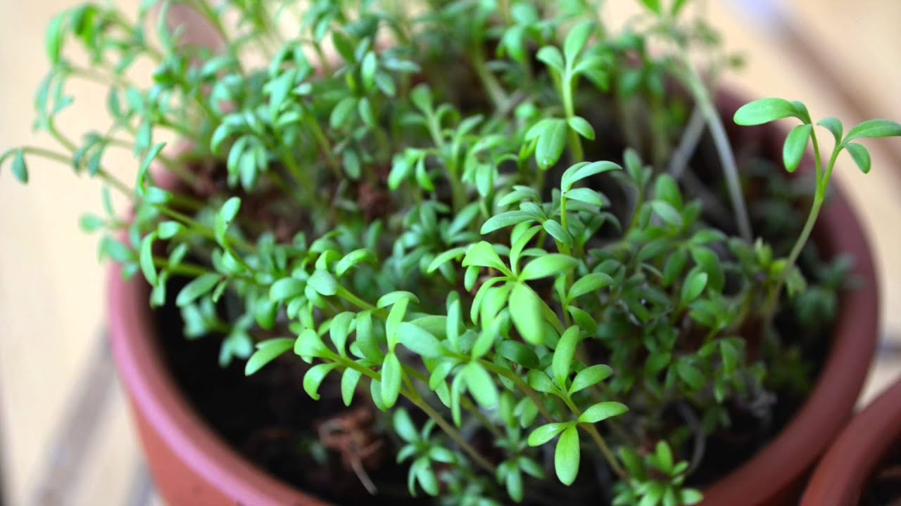 Kit de plantation - Cresson des enfants