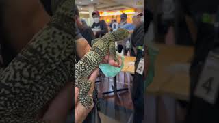 INSANE LIZARDS 👀 @ INDONESIA REPTILE EXPO #shorts #reptiles #indonesia