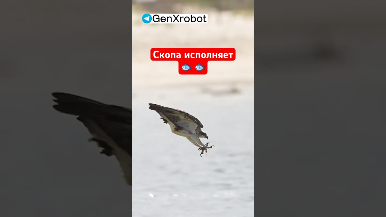 Скопа исполняет комбо 🐟🐟