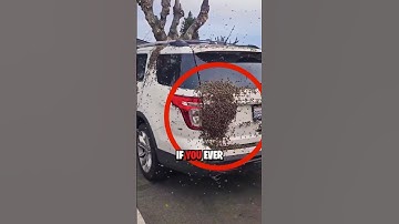 How To Survive A Bee Attack 😨