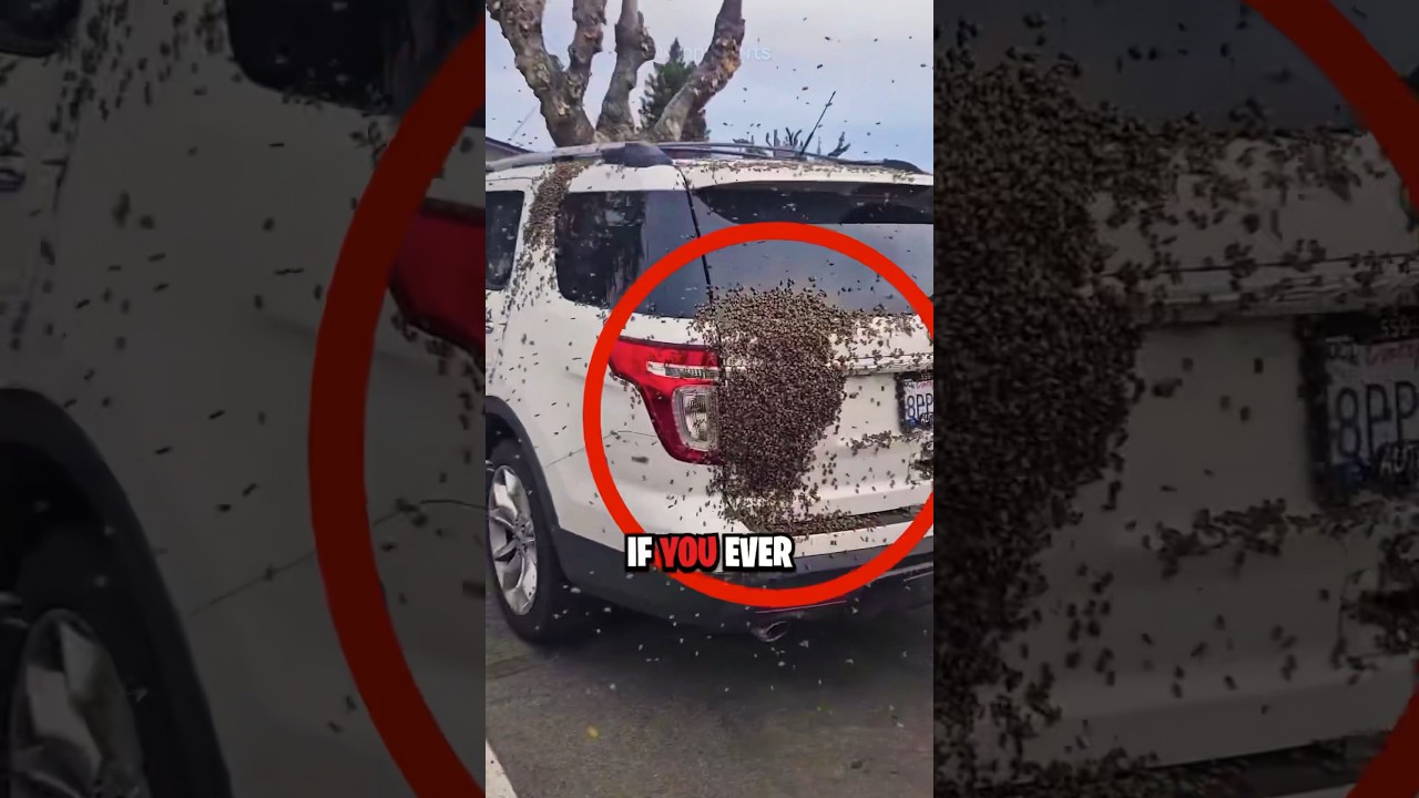 How To Survive A Bee Attack 😨