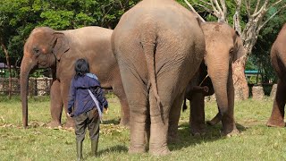 Thong Aes Love For Lek Leads To A Game Of Hide & Seek - Elephantnews