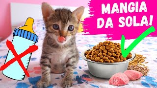 MILKY MANGIA PER LA PRIMA VOLTA DA SOLA! *svezzare gattino*