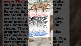 🐯Australia Paid $1 Per Dead Thylacine. They Got Their Money's Worth. #shorts #wildlife #darkhistory