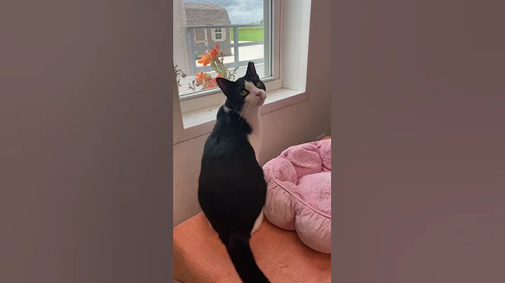 Tuxedo Cats Characteristics #cats #shorts