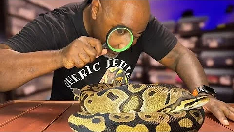 Ball Python Not Eating? This Study Might Have the Answer!