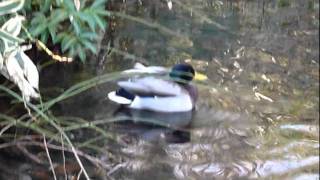20120105カモ:Duck.MPG