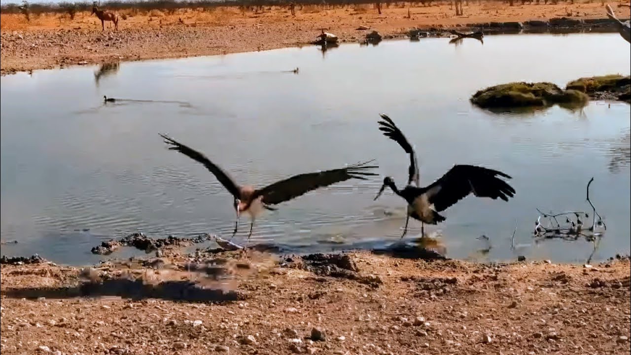 Namibia - Safarihoek. Bociany Czarne / Black Storks & 🦉🦆🐘  22.11.2025