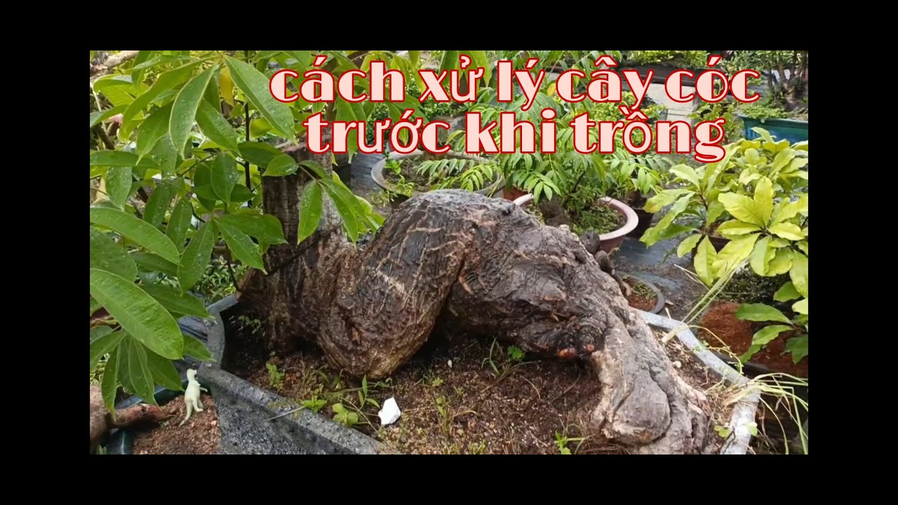 Hướng dẫn trồng cây cóc Bonsai sao cho tỷ lệ sống cao, bonsai trees for beginners