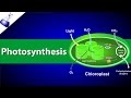Photosynthesis Uncovered: Exploring Plant Energy Conversion and Reactions