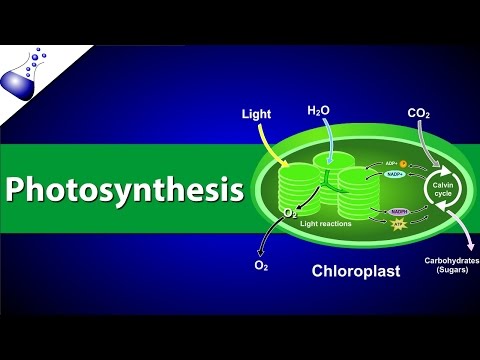 वीडियो: प्रकाश संश्लेषण की सरल प्रक्रिया क्या है?