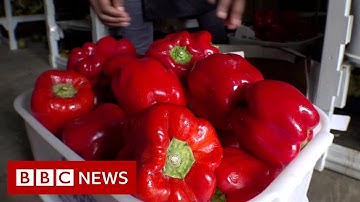 Tackling food waste in South Africa - BBC News