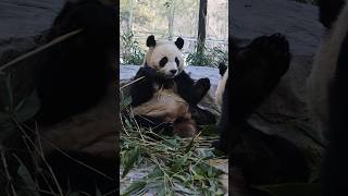 접근금지🩷귀여워서 안갈 수가 있나😮