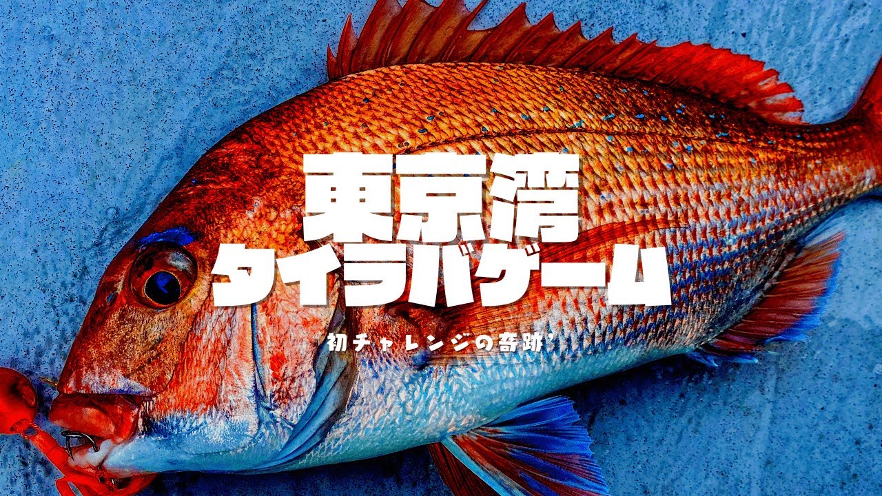 ワールドシャウラまとめ売りバラ売り不可 ワールドシャウラまとめ売りバラ売り不可 - メルカリ