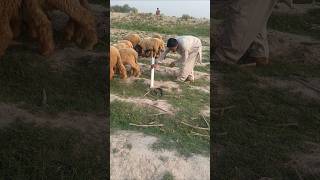 Naag Bheed K Pchy Pr Gia