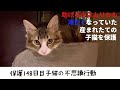 冷たくなっていた子猫の保護148日目