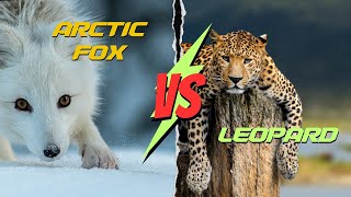 Leopard vs Arctic fox compared - Differences between arctic fox and leopard
