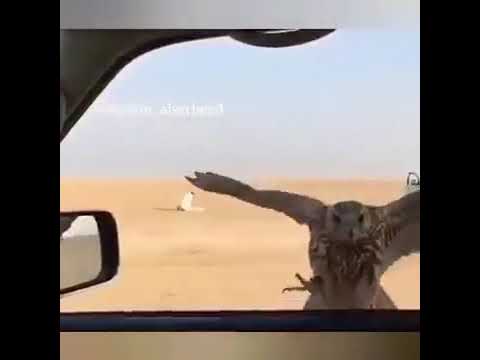 الصقر من صقاره