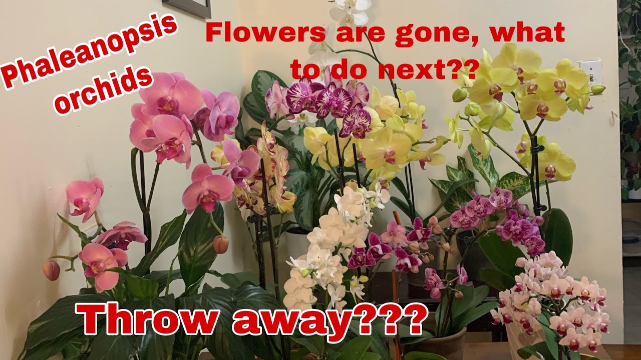 After blooming care of phaleanopsis orchids YouTube