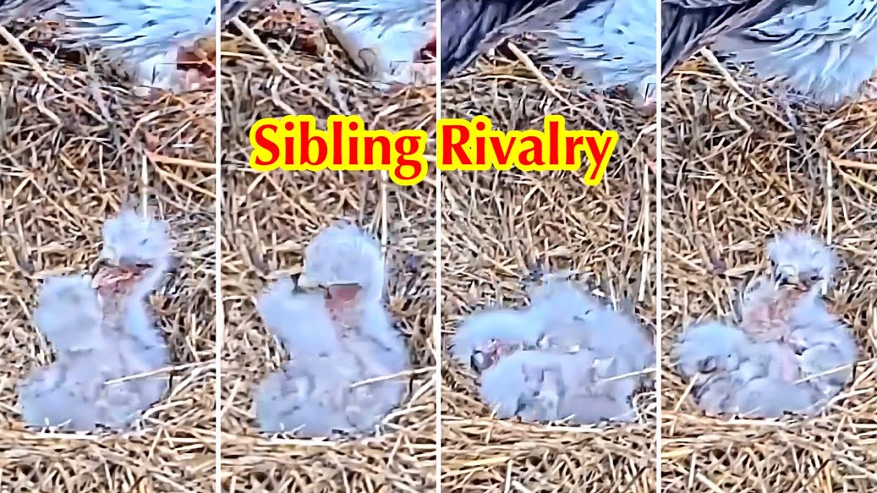 #29🦅BC28🐥3° & BC29🐥1°／Bluff City Bald Eagle Nest 2026／Frances💗Franklin ／ETSU/BTES Eagle Cameras