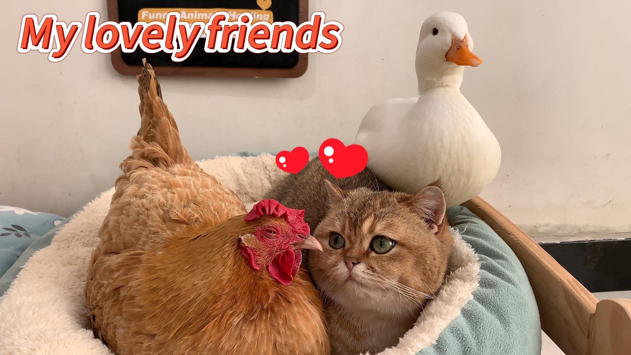 How did the clever duck snatch the cat from a hen? The duck's behavior is hilarious! So cute!