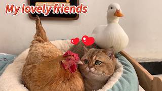 How Did The Clever Duck The Cat From A Hen? The Ducks Behavior Is Hilarious So Cute