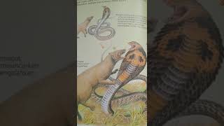 Garangan Lawan Ular Cobra