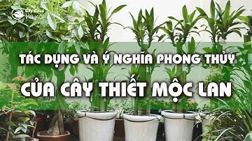 Tác dụng và ý nghĩa phong thủy của cây Thiết mộc lan